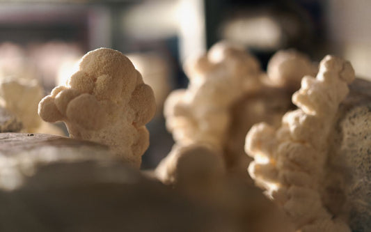 Lion's mane growing from a series of bags in a grow room.
