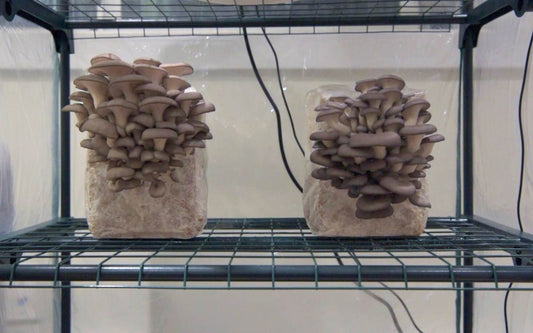 How to Build a Martha Grow Tent for Fruiting Mushrooms