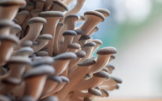 Young blue oyster mushrooms reach out for the light.