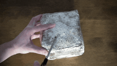 A person cuts into a mushroom fruiting block with scissors.