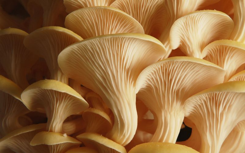 A close up of the gills of several yellow oyster mushrooms.