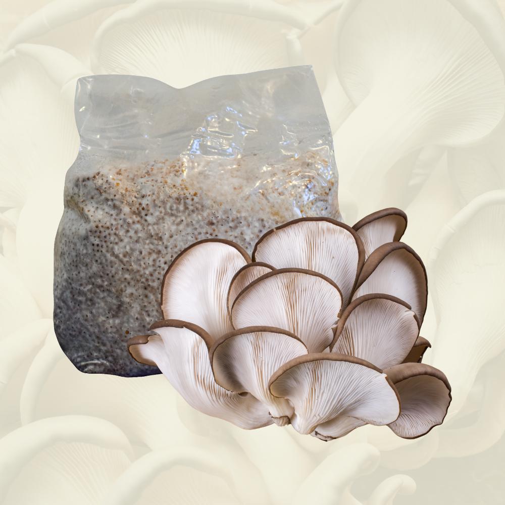 A flush of blue oyster mushrooms in front of a bag of blue oyster grain spawn.