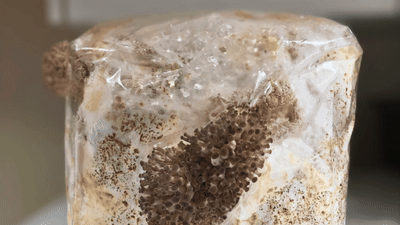 Mushrooms growing on a fruiting block.