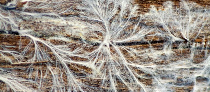 Branching threads of mycelium take over a piece of wood.
