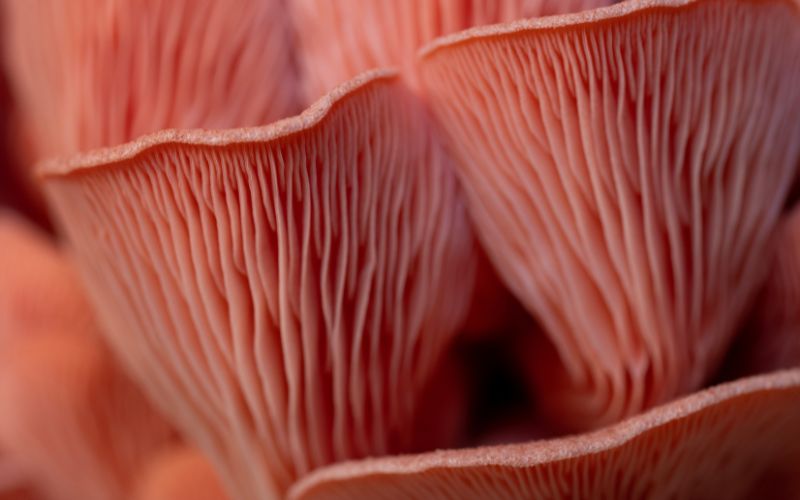 The gills of several pink oyster mushrooms.