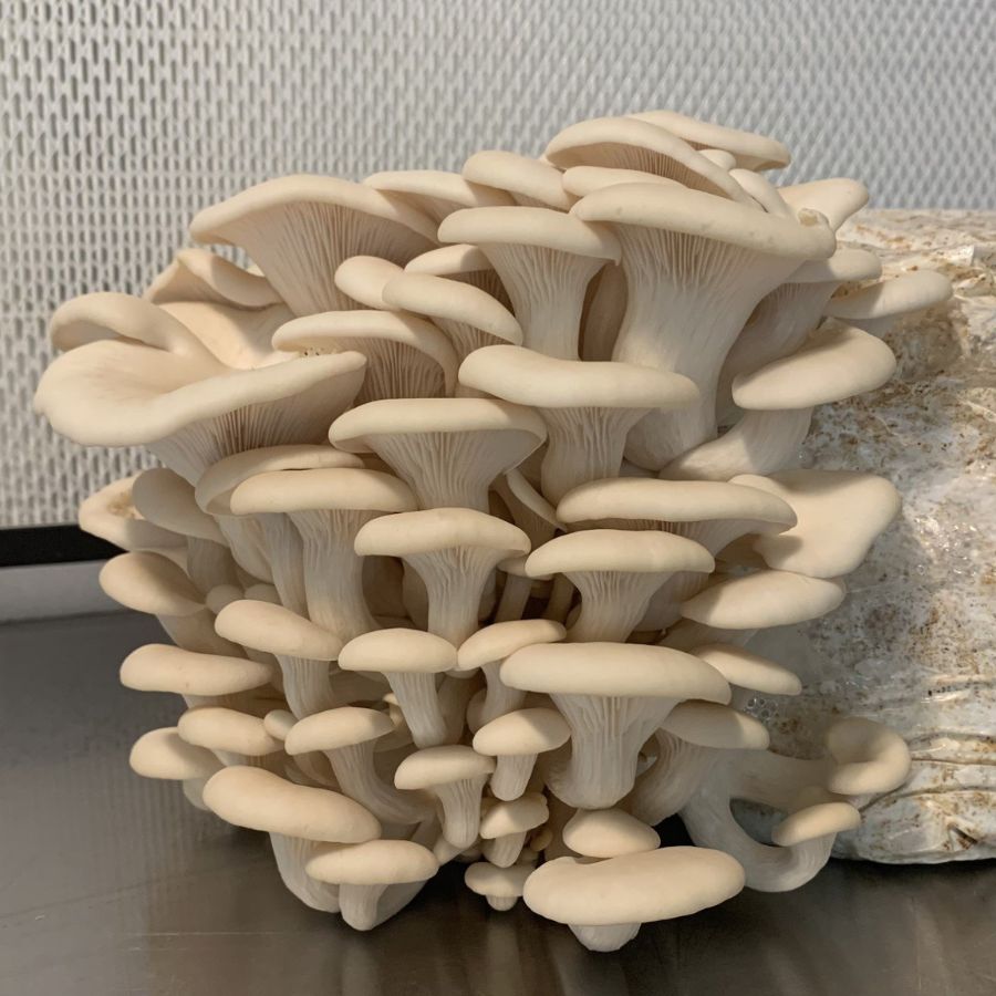 White oyster mushrooms grow from a mushroom kit.