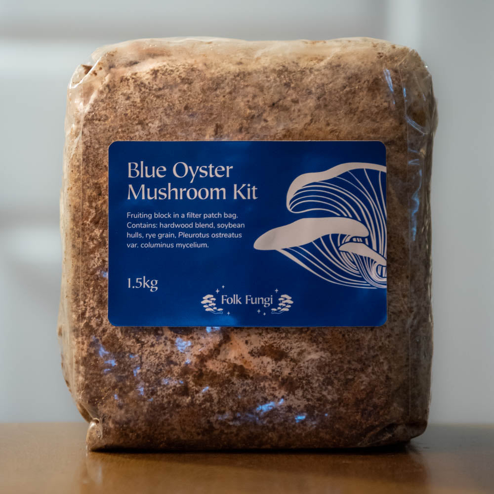 Kit de Pleurote Bleu - Blue Oyster Mushroom Kit