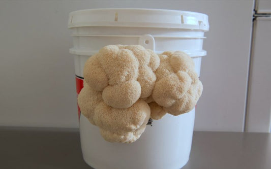 A white bucket with lion's mane mushrooms growing from it.
