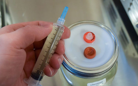 A person holds a liquid culture syringe over a jar with an airport lid.