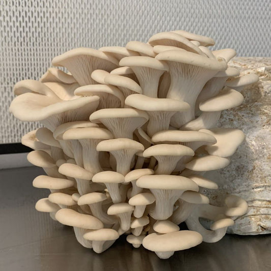 Oyster Mushroom Kit Instructions