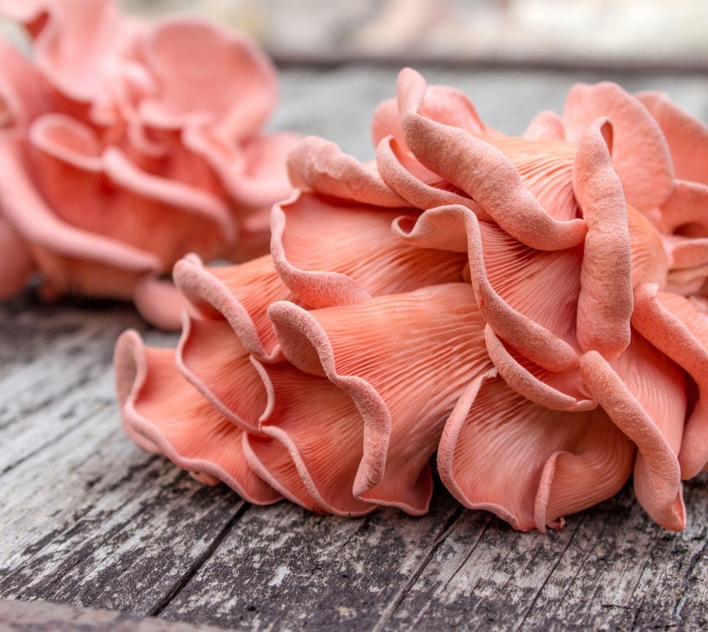 A cluster of pink oyster mushrooms sit on a faded wooden table.
