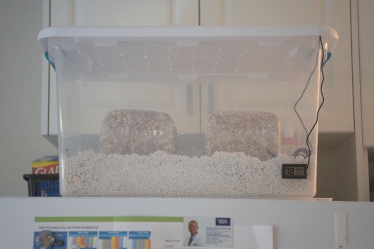 A clear tote on top of a fridge that has two grow bags in it.