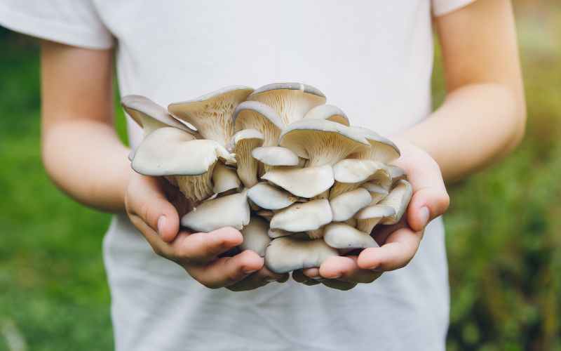 A person holds a bunch of oyster mushrooms.