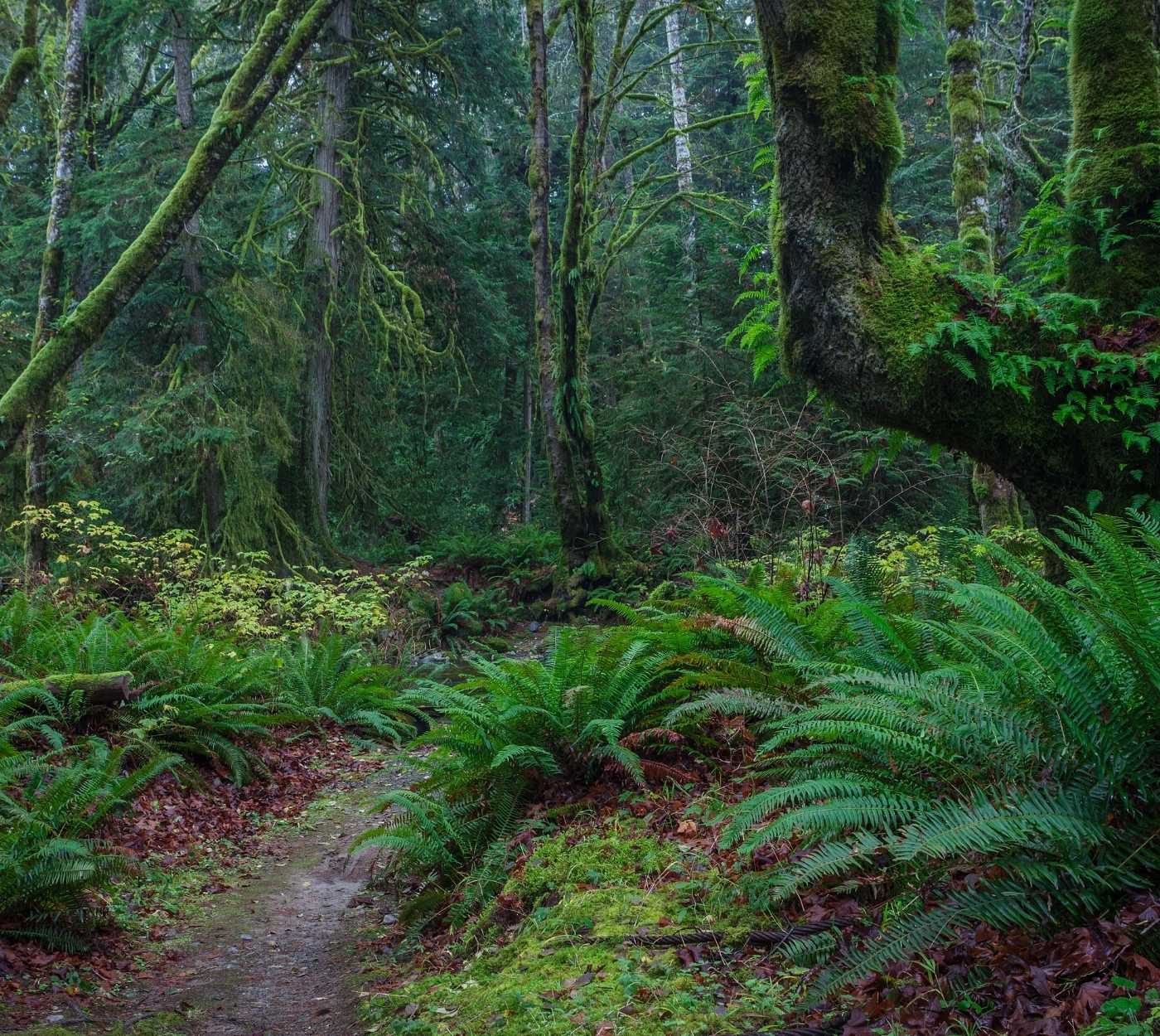 A path crosses the floor of a temperate rainforest in the Vancouver region. The surrounding trees and moss are bright green.