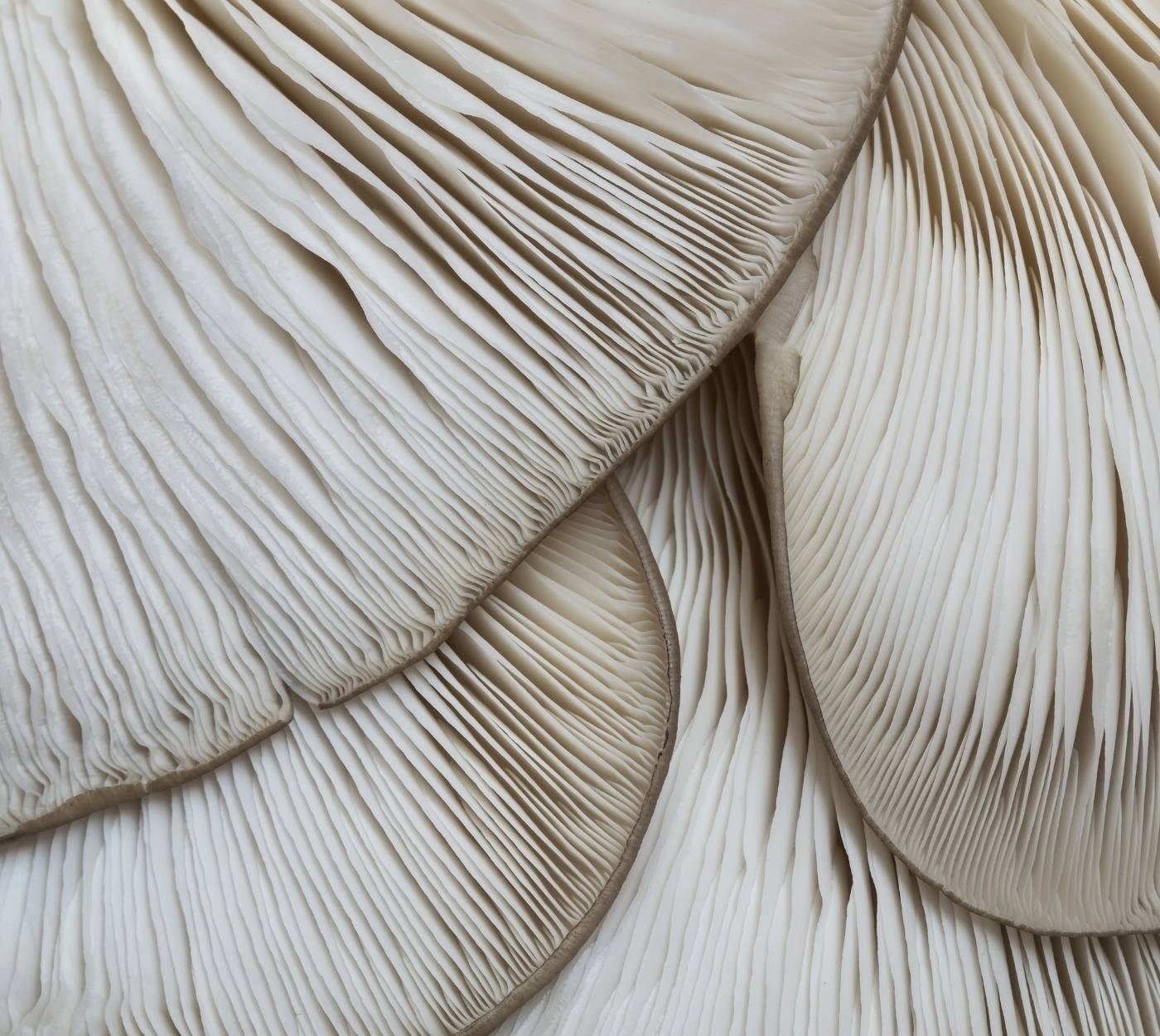 The gills of a blue oyster mushroom.