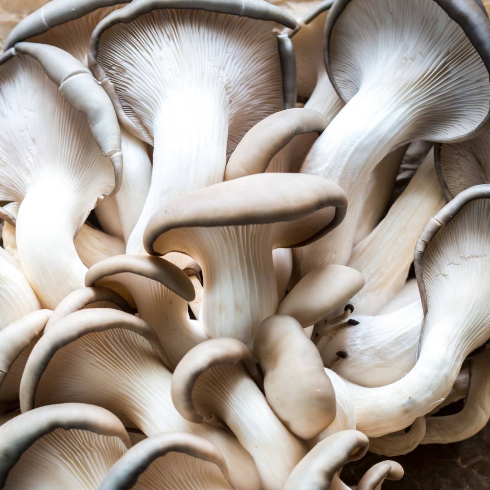 A close-up of blue oyster mushrooms.
