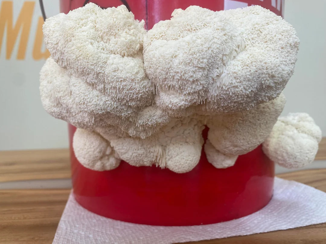 Lion's mane mushrooms growing from a bucket.