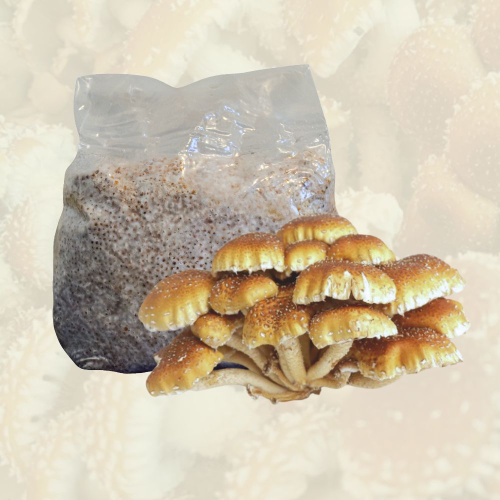 A flush of chestnut mushrooms in front of a bag of chestnut mushroom grain spawn.