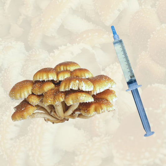 A cluster of chestnut mushrooms beside a chestnut mushroom liquid culture syringe.
