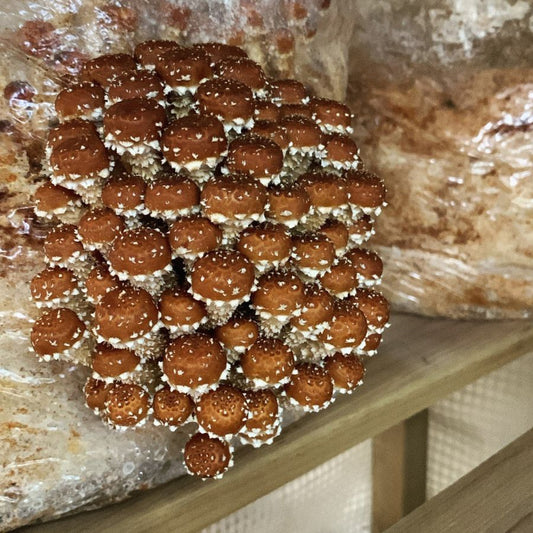 A cluster of chestnut mushrooms grow from a kit.