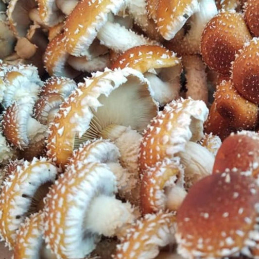 A close-up of chestnut mushrooms.