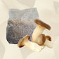 Three large king oyster mushrooms in front of a bag of king oyster grain spawn.