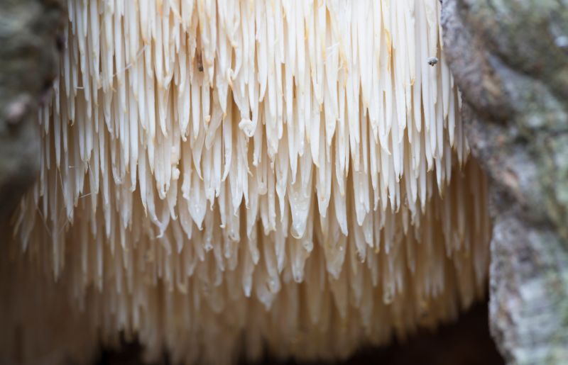 The long spines of a lion's mane mushrooms.