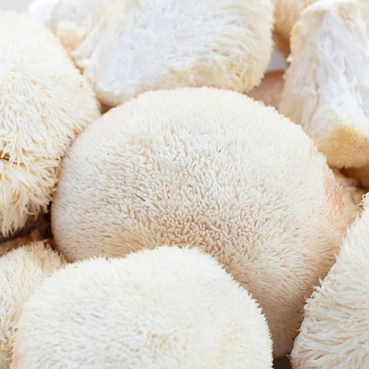 A flush of lion's mane mushrooms.