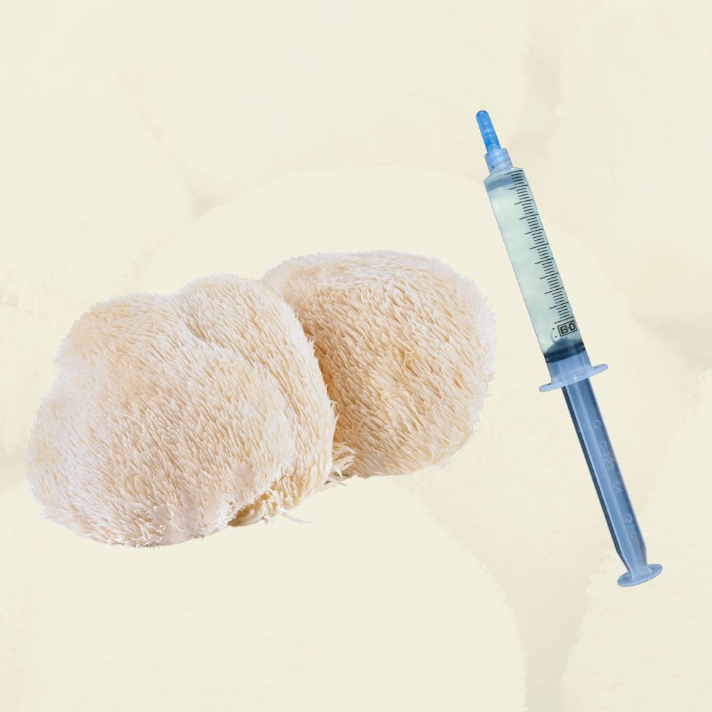 A flush of lion's mane mushrooms in front of a lion's mane mushroom liquid culture syringe.
