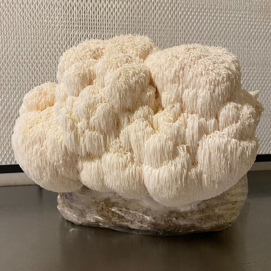 Lion's mane growing out of a mushroom grow kit.