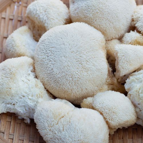 A clump of lion's mane mushrooms.