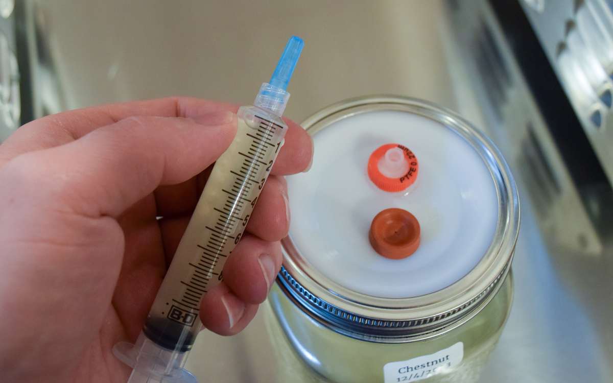 A person holds up a liquid culture syringe in front of a jar with an airport lid.