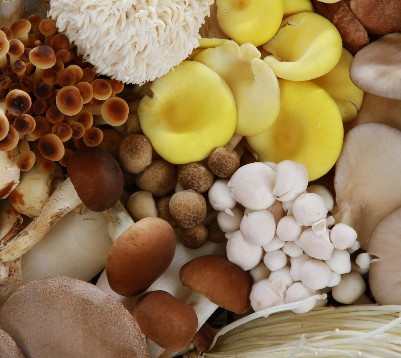 Clusters of colourful mushrooms.