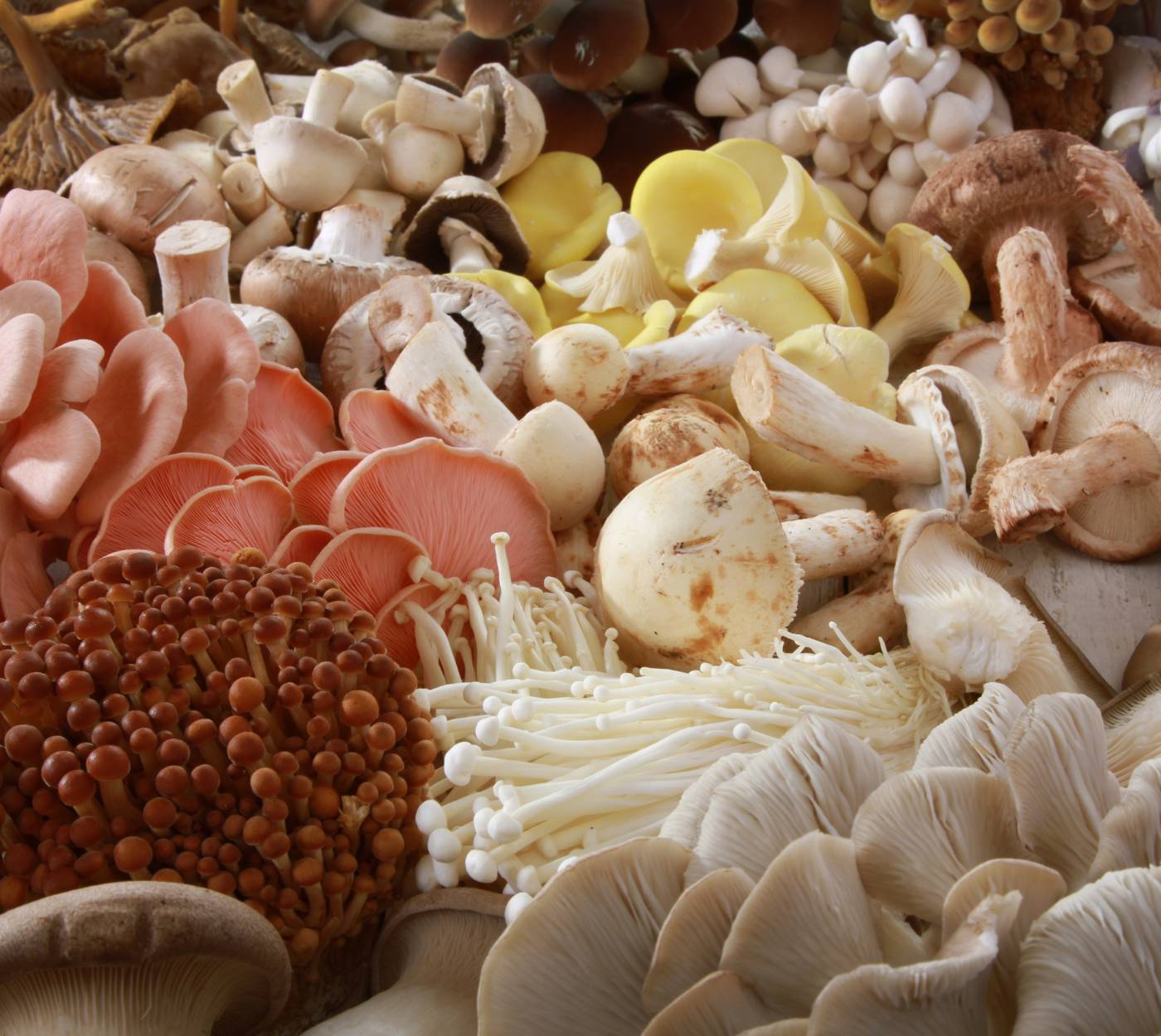 A variety of exotic mushroom species.