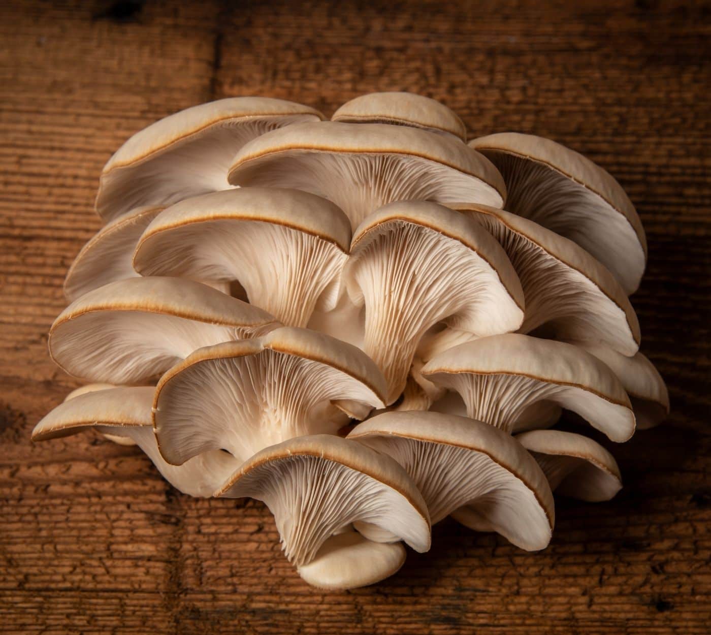 A cluster of oyster mushrooms on a wood table.