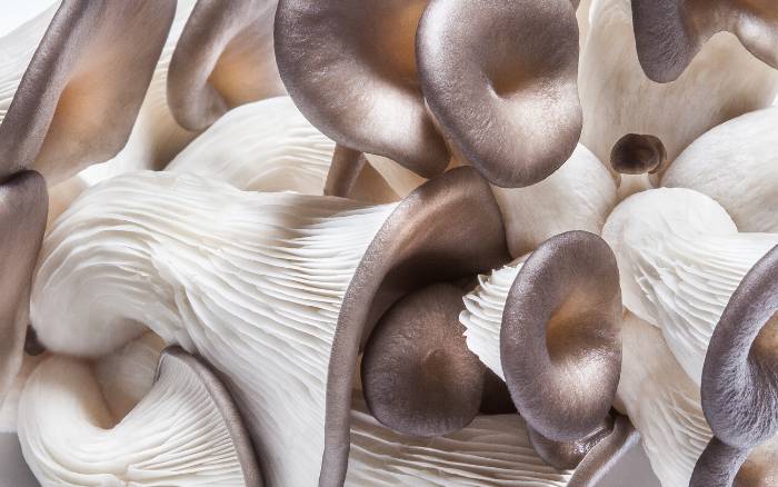 A close-up of pearl oyster mushrooms.