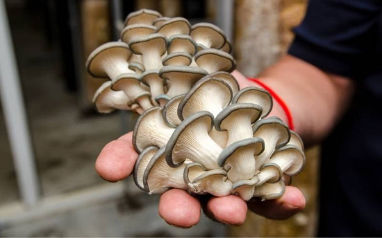 A hand holding a cluster of oyster mushrooms.