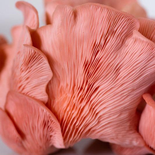 A flush of pink oyster mushrooms.