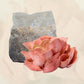 A flush of pink oysters in front of a bag of pink oyster grain spawn.