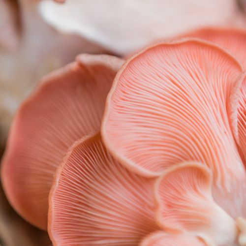 A cluster of pink oyster mushrooms.