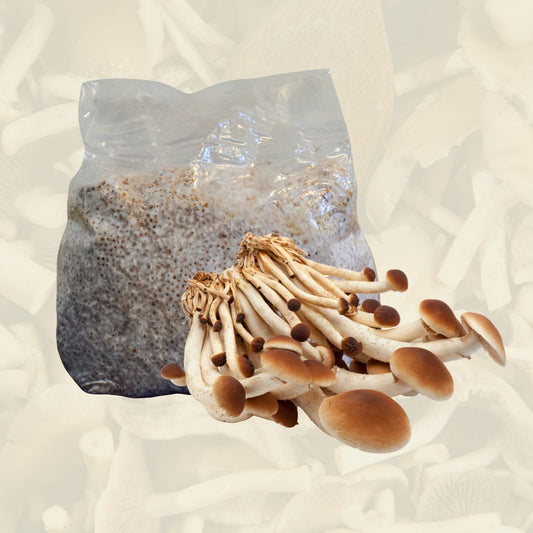 A flush of pioppino mushrooms in front of a spawn bag.