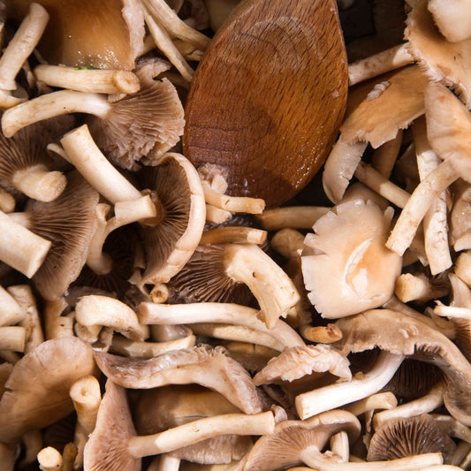 A close-up of pioppino mushrooms.