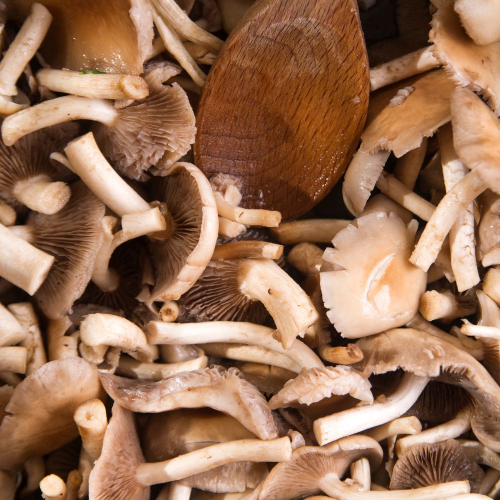 A close-up of cut pioppino mushrooms.