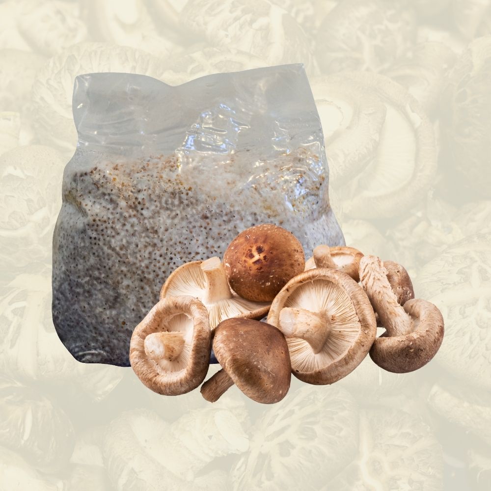 Shiitake mushrooms in front of a bag.