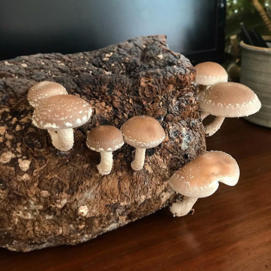 Shiitake mushrooms grow from a block.