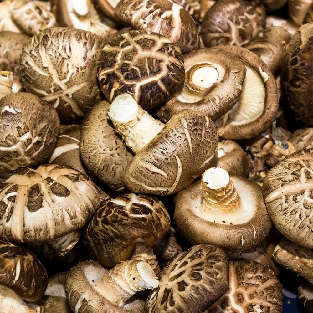 A group of harvested shiitake mushrooms.