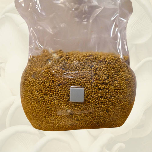 A plastic bag filled with sterilized millet. The bag has a inoculation port on the front of it.