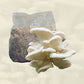 White oyster mushrooms beside a bag of grain.