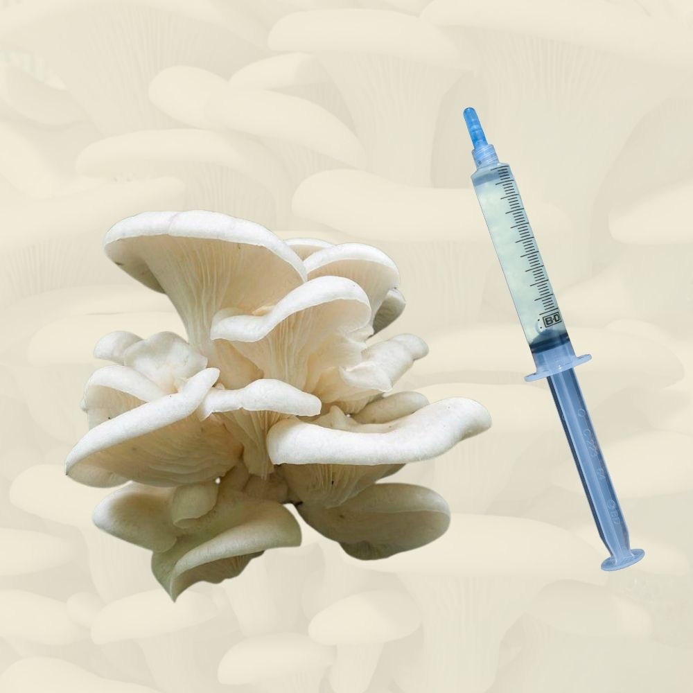 White oyster mushrooms beside a syringe.