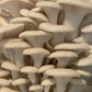 White oyster mushrooms.